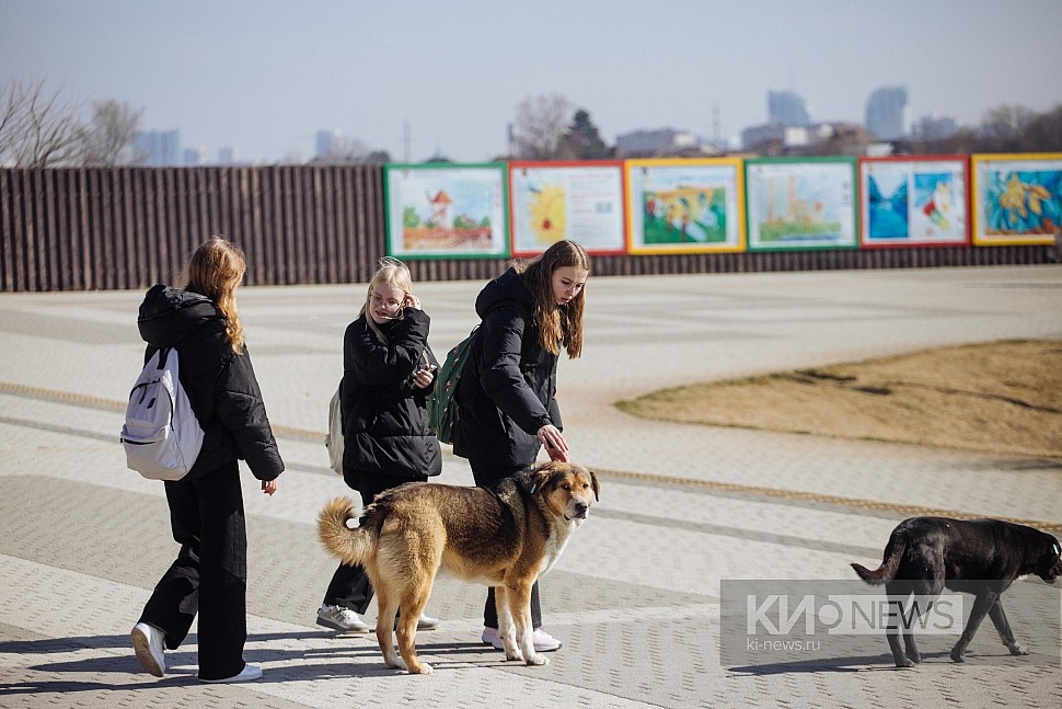 Штраф 16 000 рублей за самовыгул собак: справедливо или дорого?