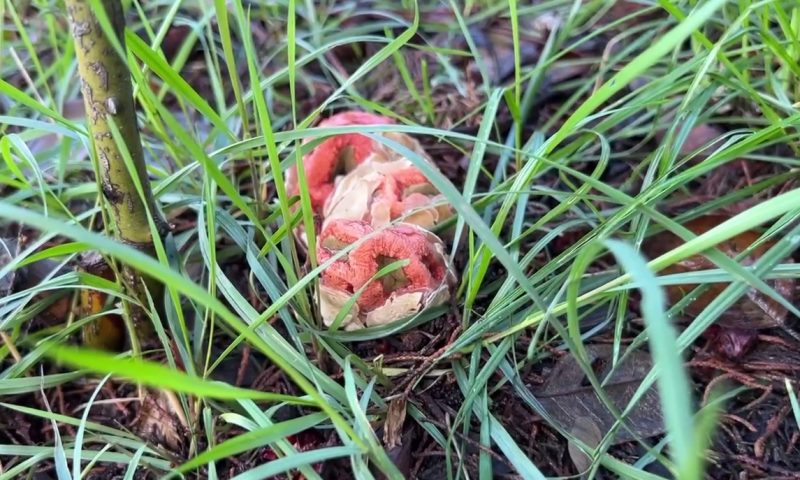 В сочинском парке «Ривьера» вырос краснокнижный ядовитый гриб решеточник  красный