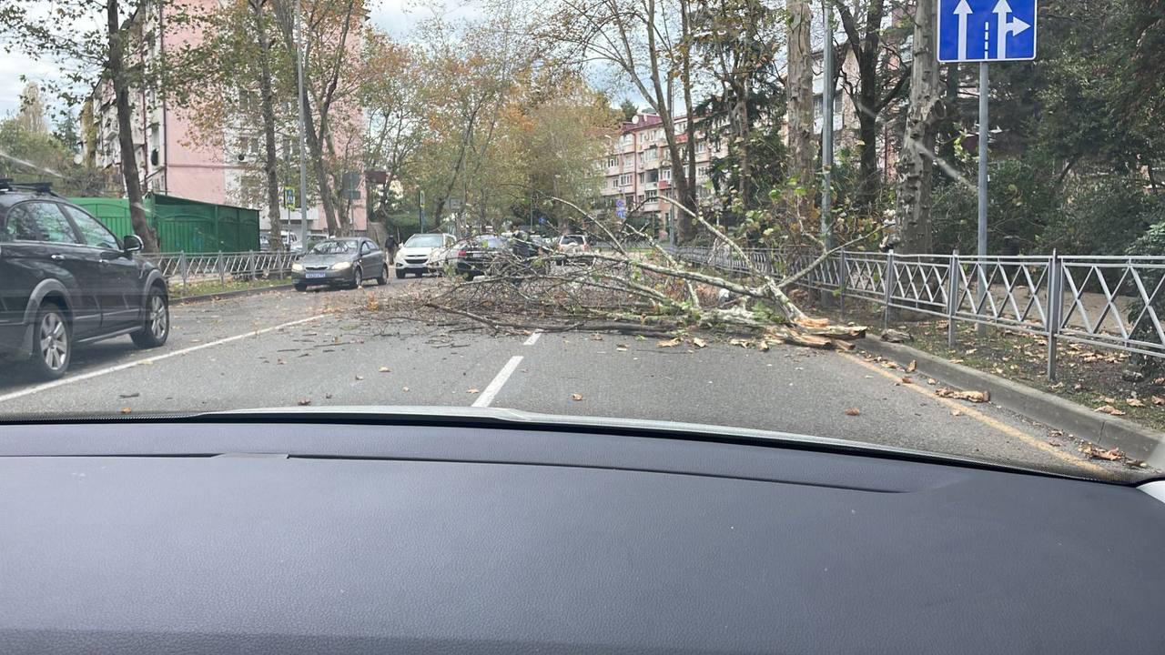 В Сочи из-за упавшего дерева перекрыли две полосы на улице Донской -  Краснодарские известия