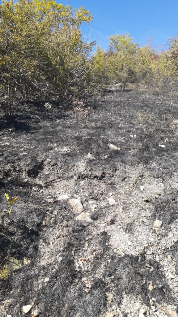 В Геленджике в районе «Сафари парка» спасатели почти два часа тушили лесной пожар