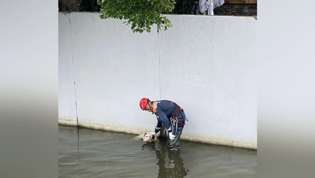 спасатель в воде