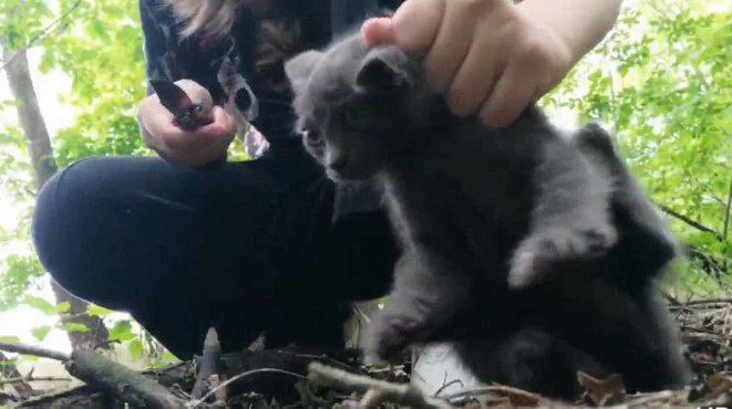 котенок убила в честь дружбы